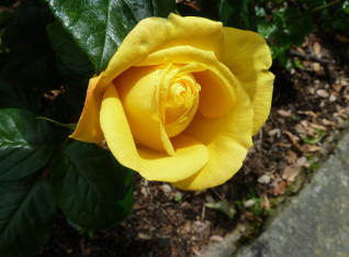 Yellow rose