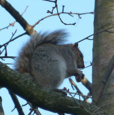 Priory squirrel 1