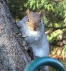 Priory squirrel 2