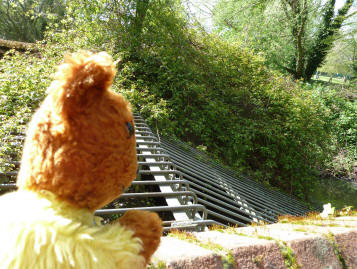 Yellow Teddy at source of River Cray