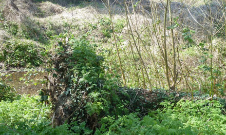 Fallen tree regrowing