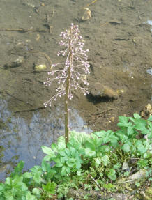Tall flower stem by riverside