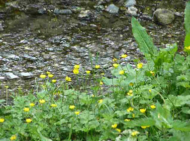Buttercups by River Cray
