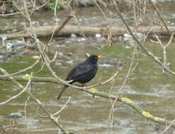 Blackbird by River Cray