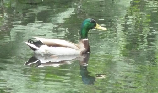 Duck on River Cray