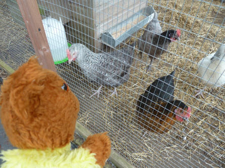 Yellow Teddy with chickens