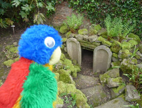 Parrot with grotto