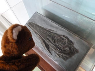 Brown Teddy with plesiosaur fossil