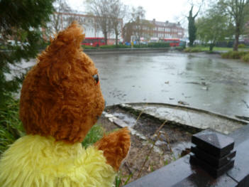 Yellow Teddy watching Priory lower pond filling with rain
