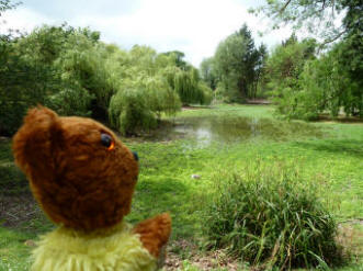 Yellow Teddy at Priory pond