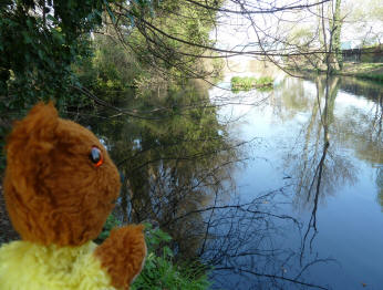 Yellow Teddy and River Cray top part