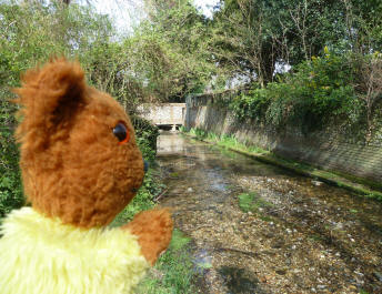 Yellow Teddy by River Cray