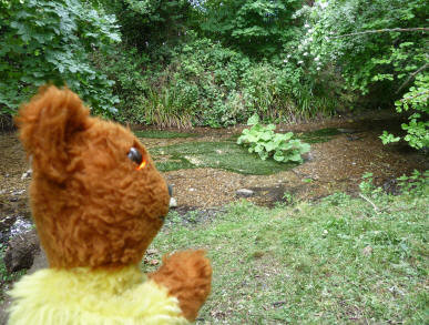 yellow Teddy looking at plant island on River Cray