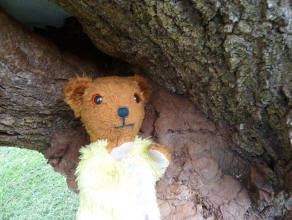Yellow Teddy sitting on bracket fungus on tree