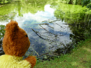 Priory - Yellow Teddy with broken branch in pond