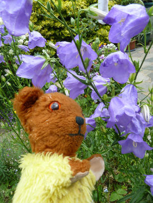 Yellow Teddy with campanula flowers