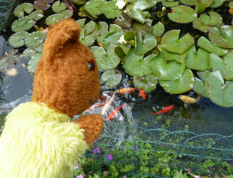 Yellow Teddy watching fish in pond