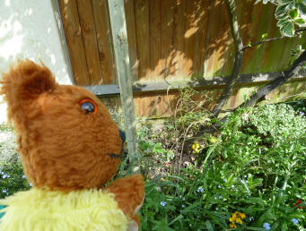 Yellow Teddy in garden