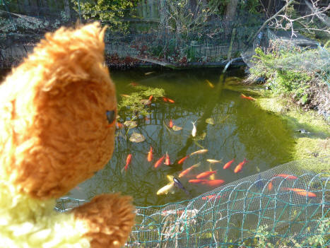 Yellow Teddy watching goldfish