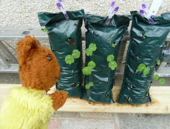 Yellow Teddy with growbags