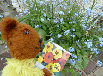 Yellow Teddy with nasturtium seeds