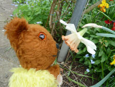 Yellow Teddy with pink daffodil