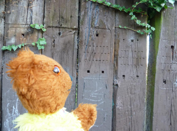Yellow Teddy with railway sleeper fence in Priory Park