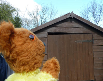 Yellow Teddy watching the shed for the robin