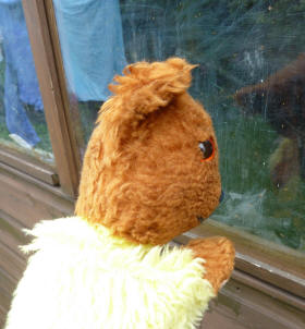 Yellow Teddy looking in shed window