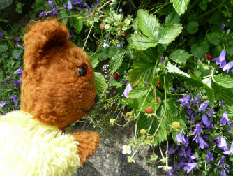 Yellow Teddy with wild strawberry plants