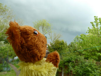 Yellow Teddy watching thunderstorm