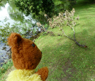 Priory - Yellow Teddy with broken branch
