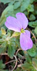 Aubrietia