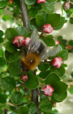 Bee on cotoneaster bush 2