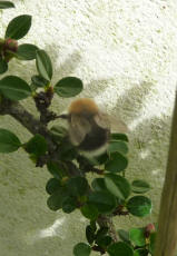 Bee on cotoneaster bush 4