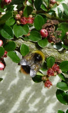 Bee on cotoneaster bush 3