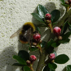Bee on cotoneaster bush 1