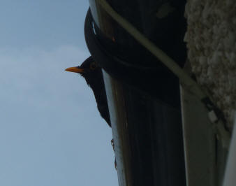Blackbird sitting on gutter