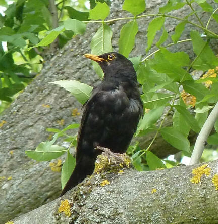 Daddy blackbird