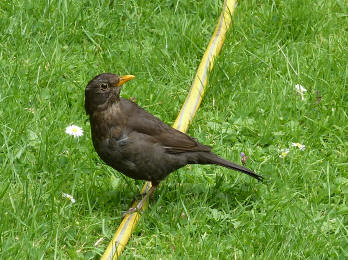 Resident blackbird