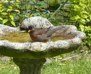 Blackbird in birdbath