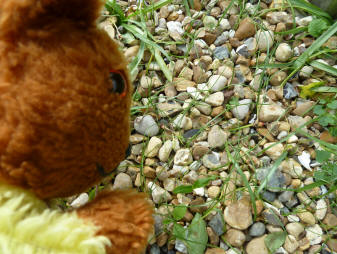 Yellow Teddy with bluebell seedlings