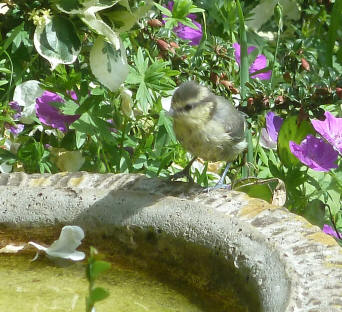 Baby bluetit on birdbath