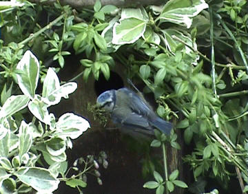 Bluetit taking moss into nestbox