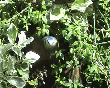 Bluetit coming out of nestbox