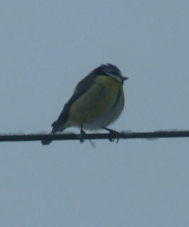 Bluetit