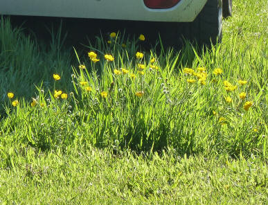Buttercups in long grass