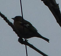 Chaffinch