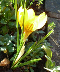 Crocus