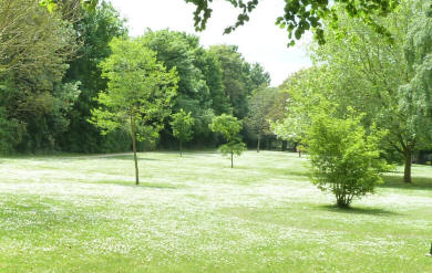 Snow carpet of daisies in Priory Park